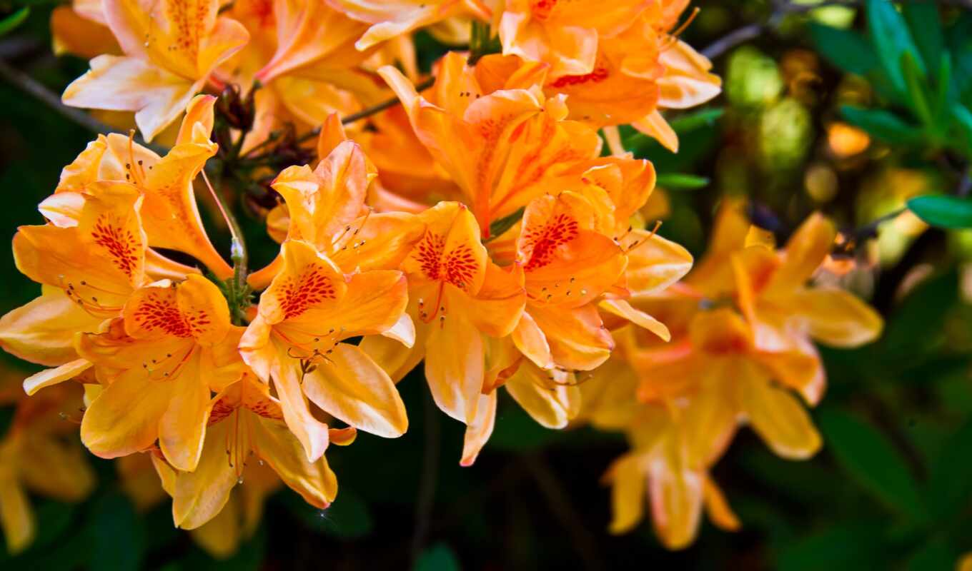 nature, flowers, android, free, light, flowers, orange, photo wallpapers