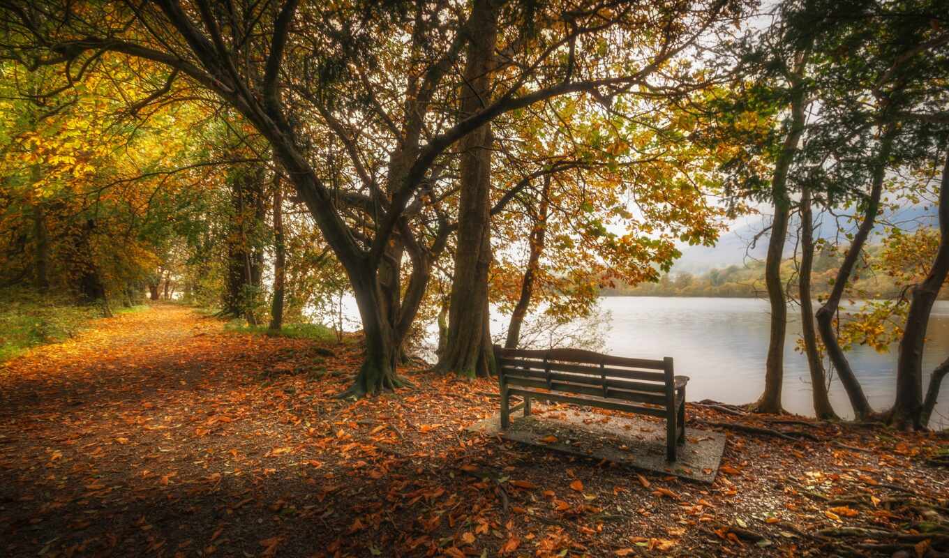 lake, tree, autumn, England, pond, park, leaf, bench