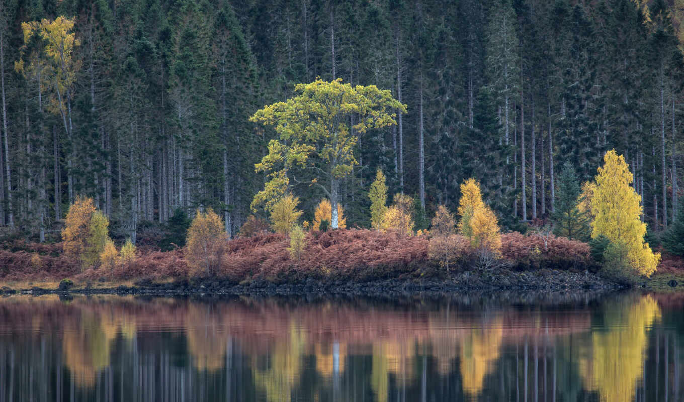 озеро, природа, дерево, water, landscape, осень, отражение, natural, bir