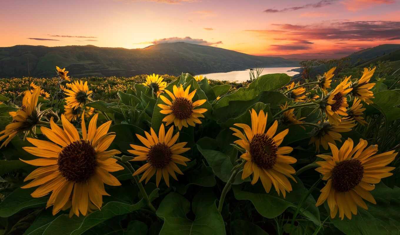 flowers, sunset, mountain, field, sunflower, pazlyi