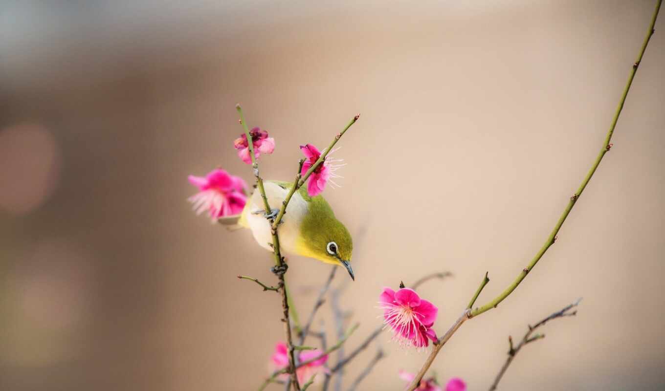 nature, bird, branch, spring, beak, bird