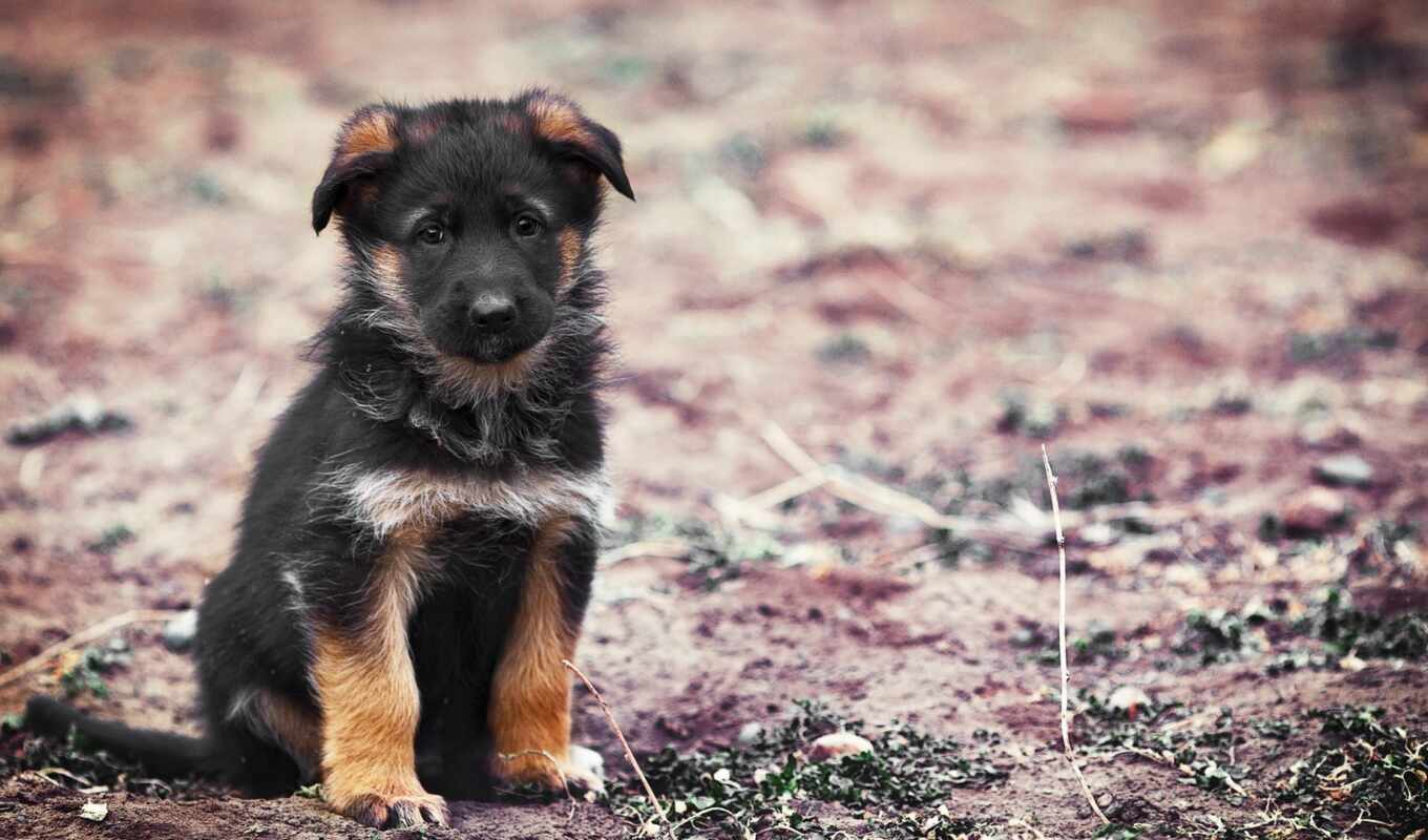 dog, little, puppy, awesome, german