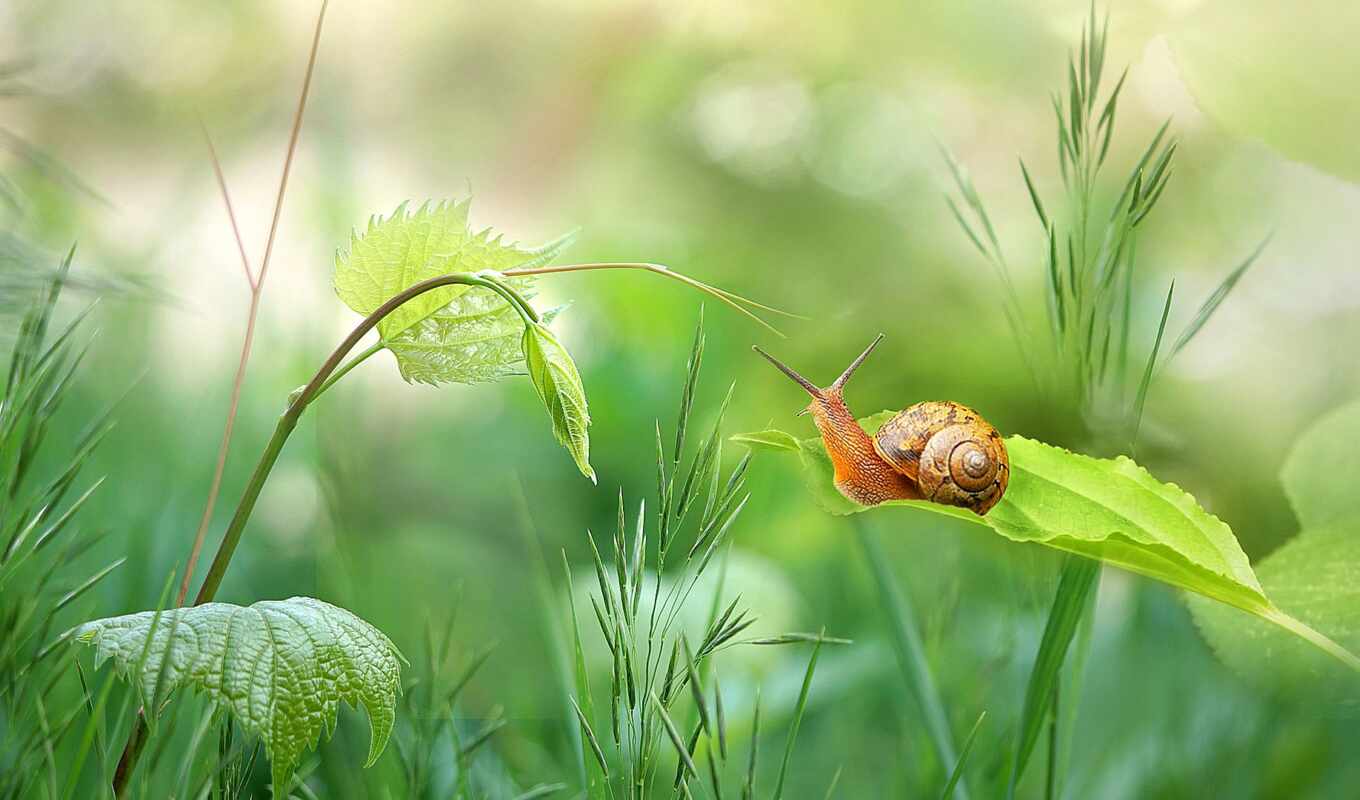 summer, трава, snail