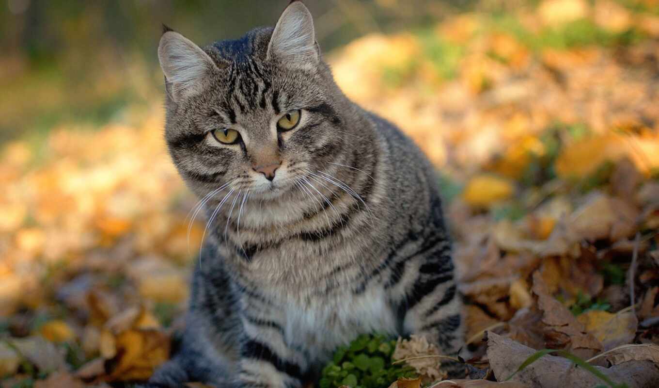 cat, autumn, anton