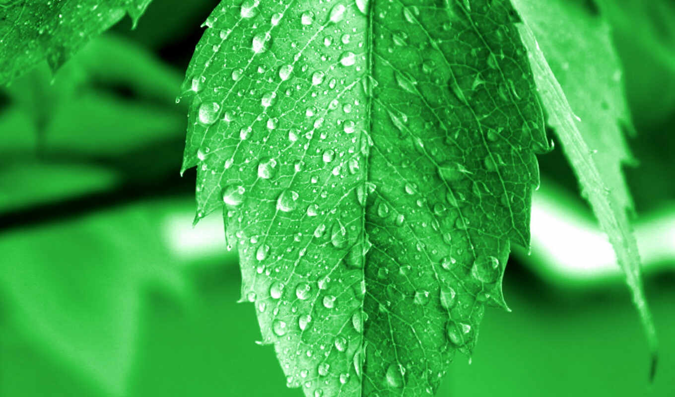 drops, macro, beautiful, continuation, dew, dew, leaves