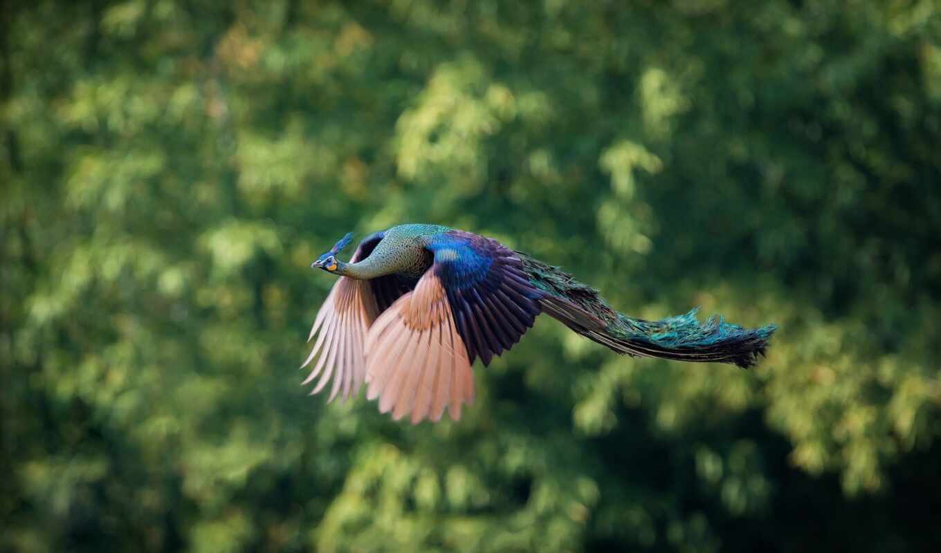 птица, flying, real, sur, fly, idées, peacock, полете, volando, pavo