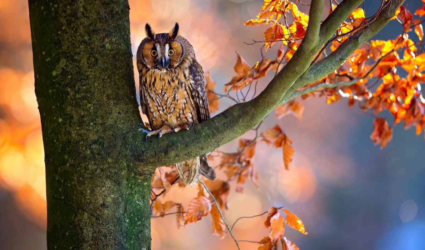 photographer, tree, owl, autumn, bird, foliage, branch, sit