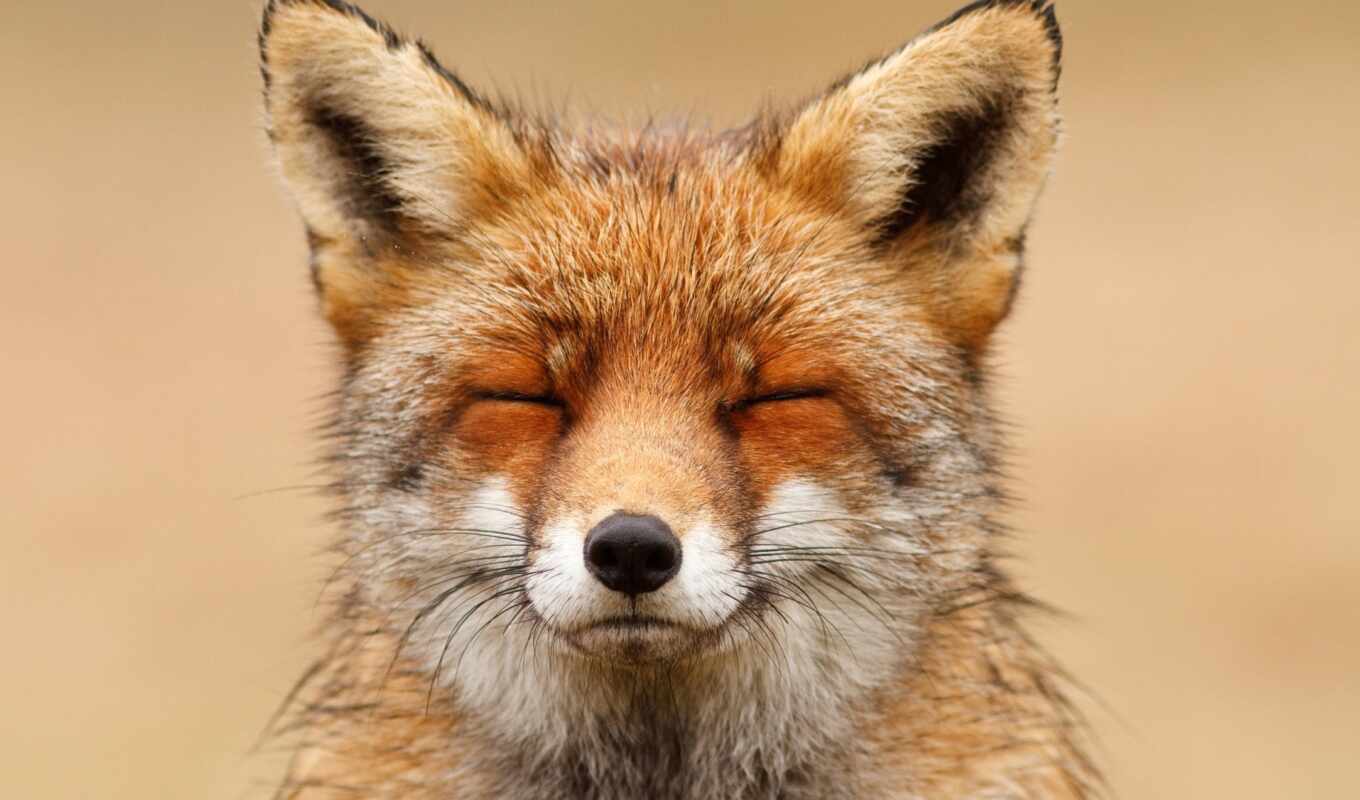 fox, birth, foliage, sleep, orange, amino, raymond, dnee, dzt, rozelina