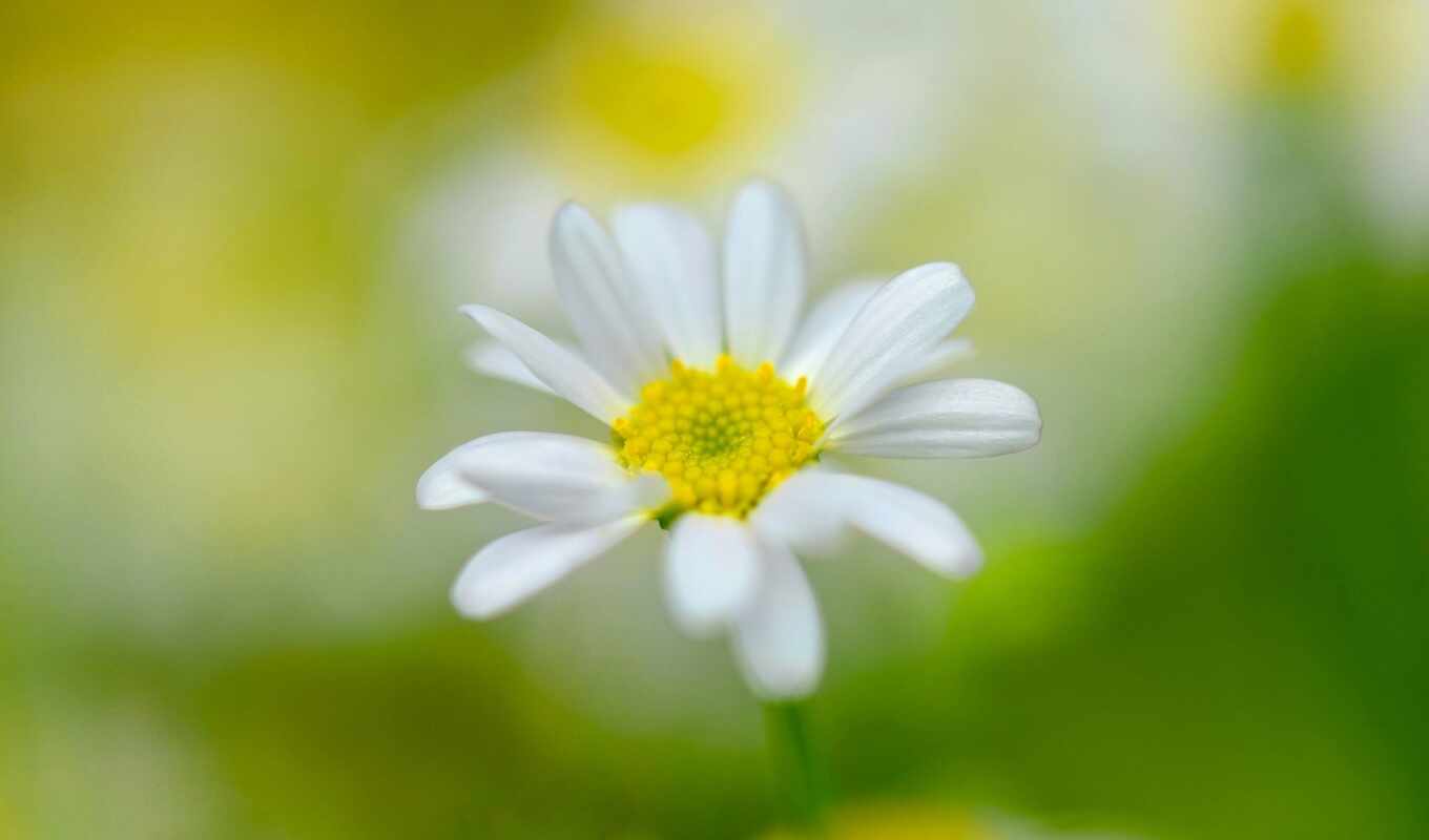 summer, white, background, picture, grass, god, cow, chamomile, lovely, permission, blurring