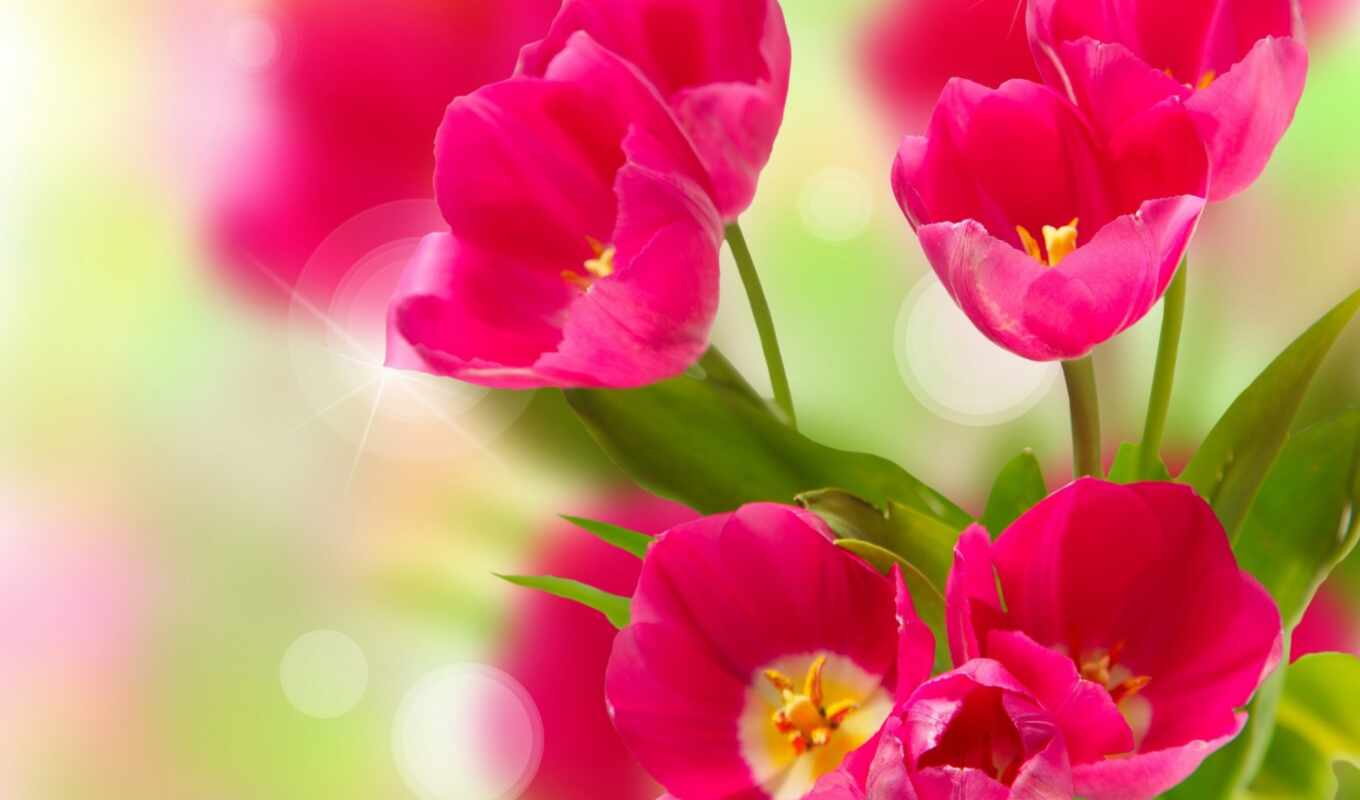 цветы, розовый, тюльпан, flare, gullar, tulpat