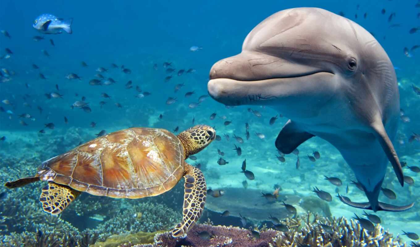 water, море, черепаха, animal, rook, египетский, дельфина