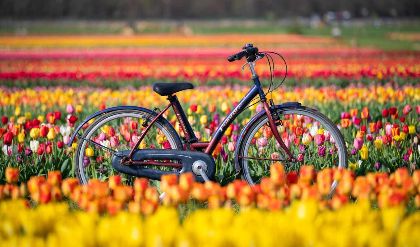 Holland, flora, tulipane
