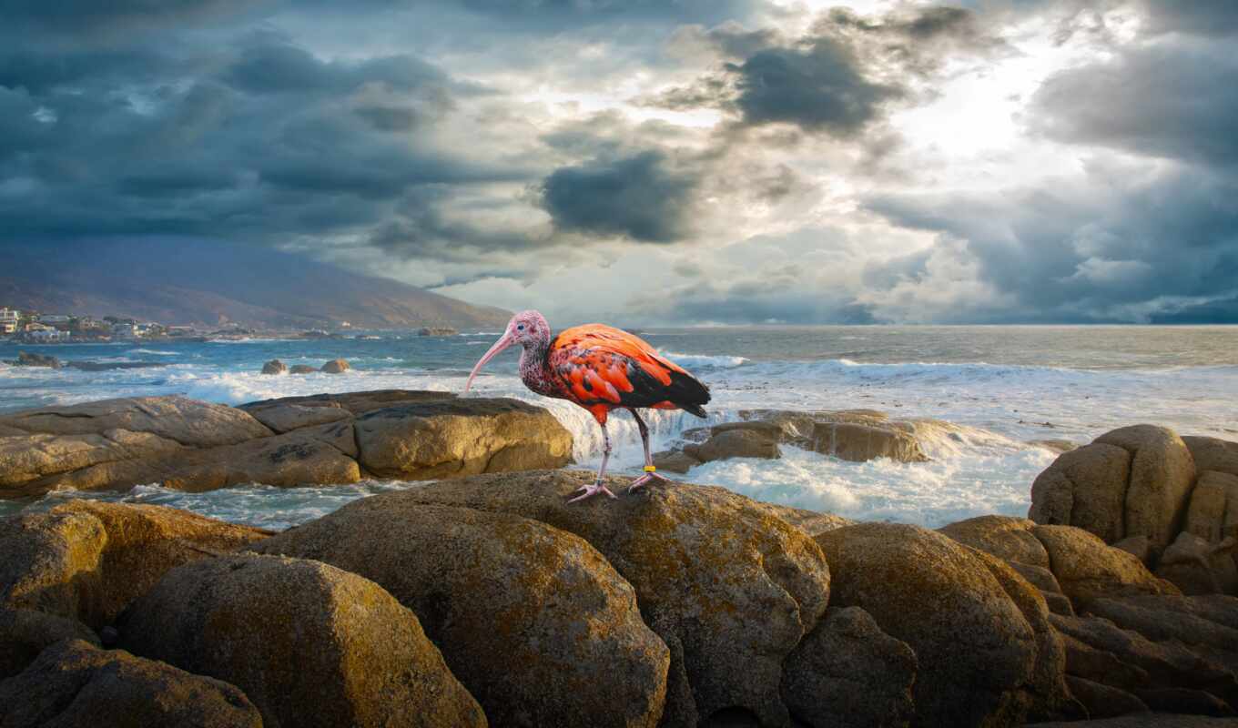 небо, rock, море, птица, scarlet, stand, ibis