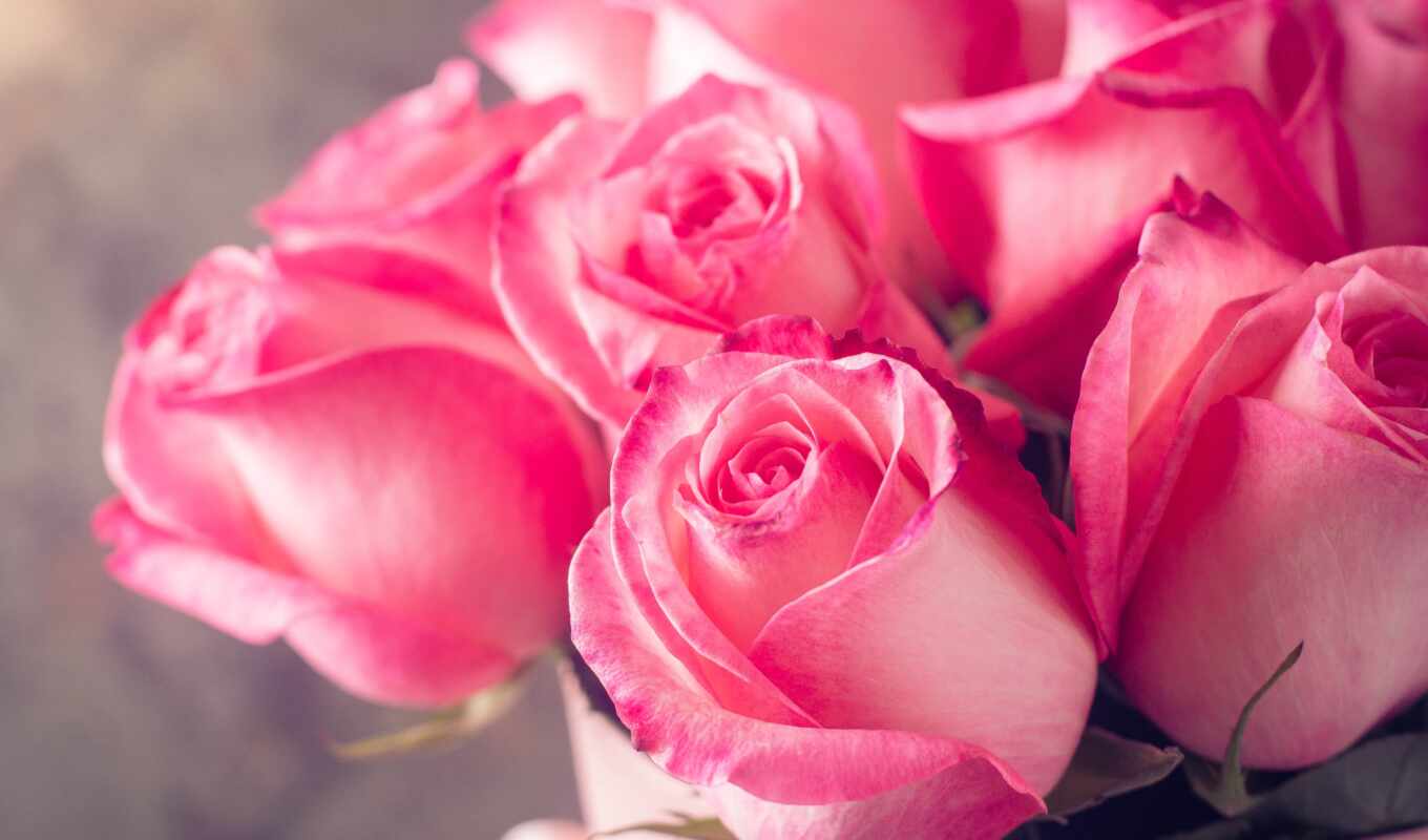 цветы, роза, фон, розовый, красивый, букет, взлёт, бутон, скамейка