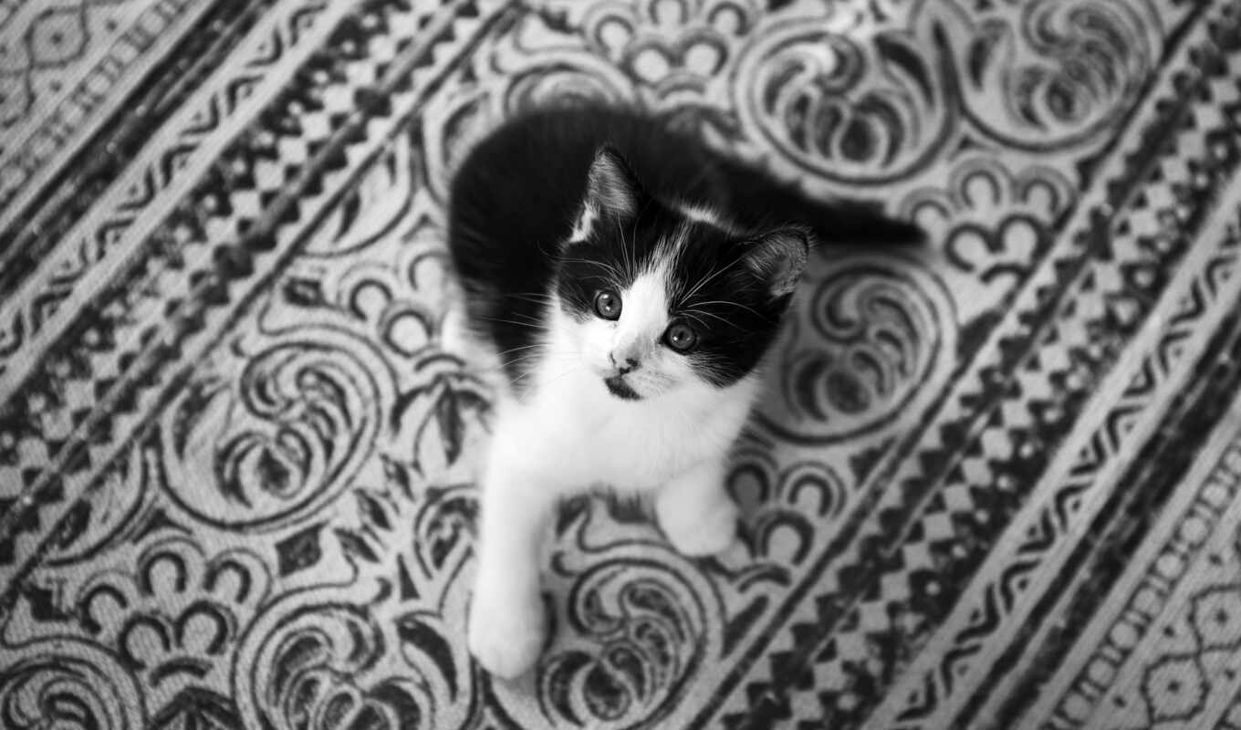 black, взгляд, white, кот, смотреть, котенок, animal, monochrome, kitty, short, id