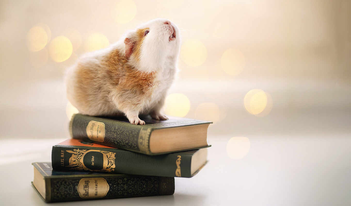 book, cute, animal, poster, education, pig, guinea