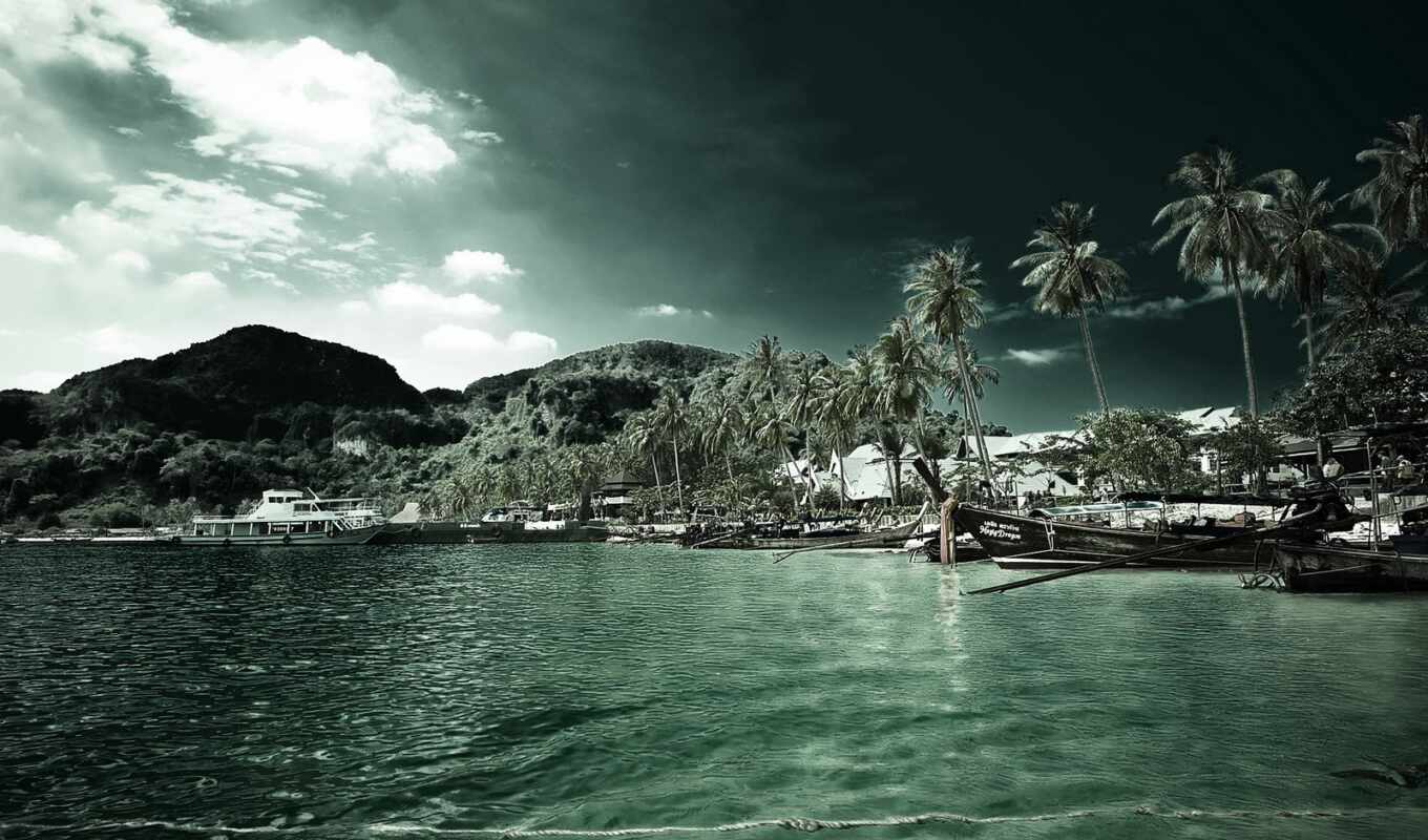 nature, tree, beach, palm