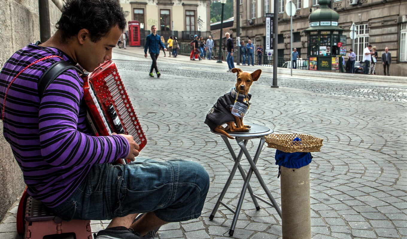 man, musician, fone, music, picture, street, dog, violin