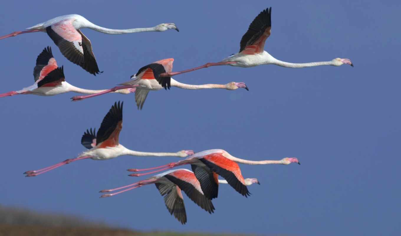 lake, flight, water, bird, flamingo, sheep, many, flying, birds