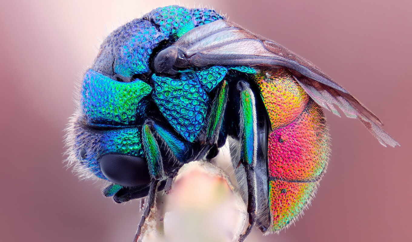 collection, bee, macro, rainbow, wet, freeze, fly