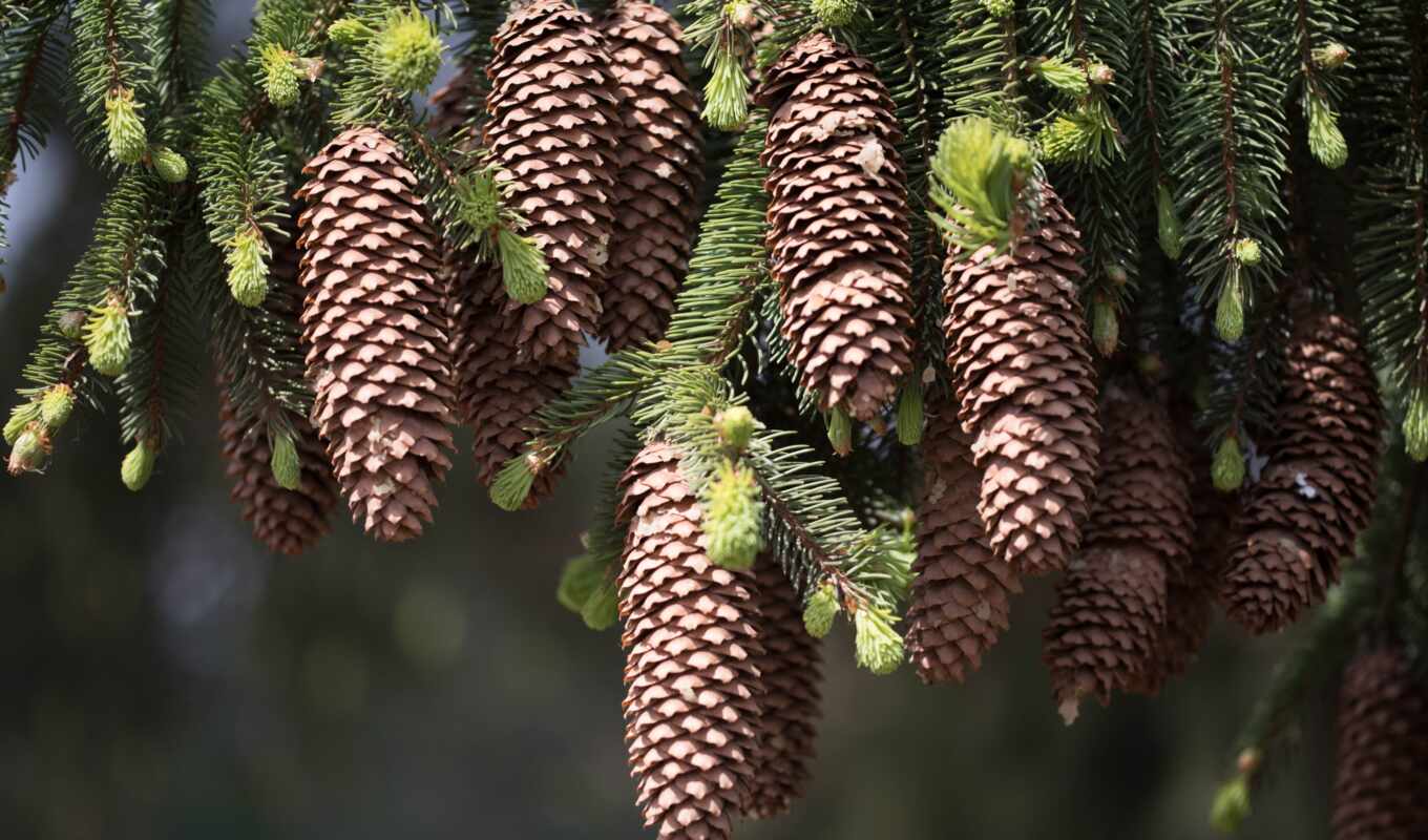 nature, there is, tree, for, branch, fact, fir, cone, hvoit