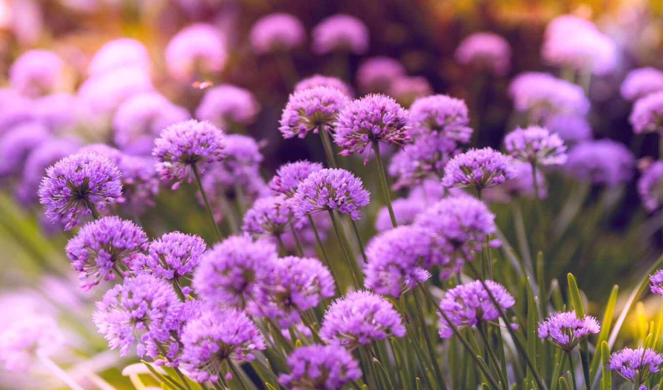 flowers, purple, field