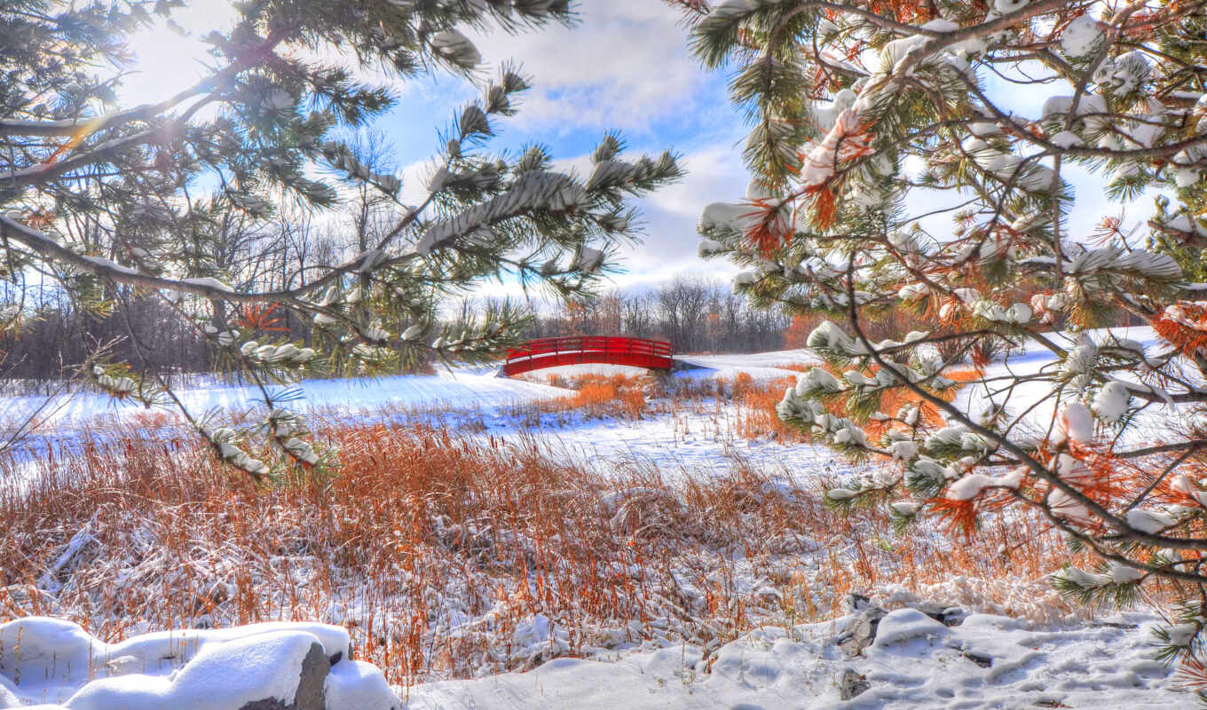 tree, snow, winter, Bridge, creek