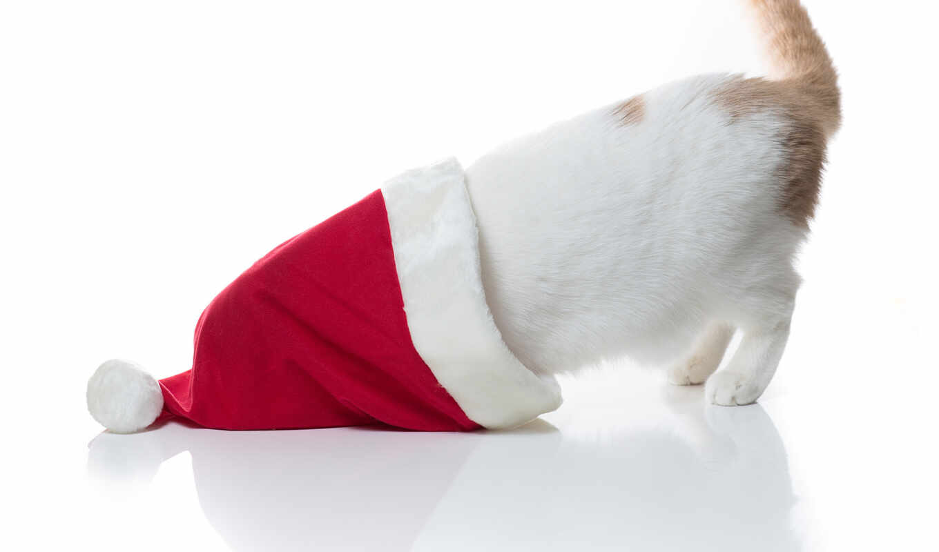 hat, cat, christmas, funny, a cap, new year