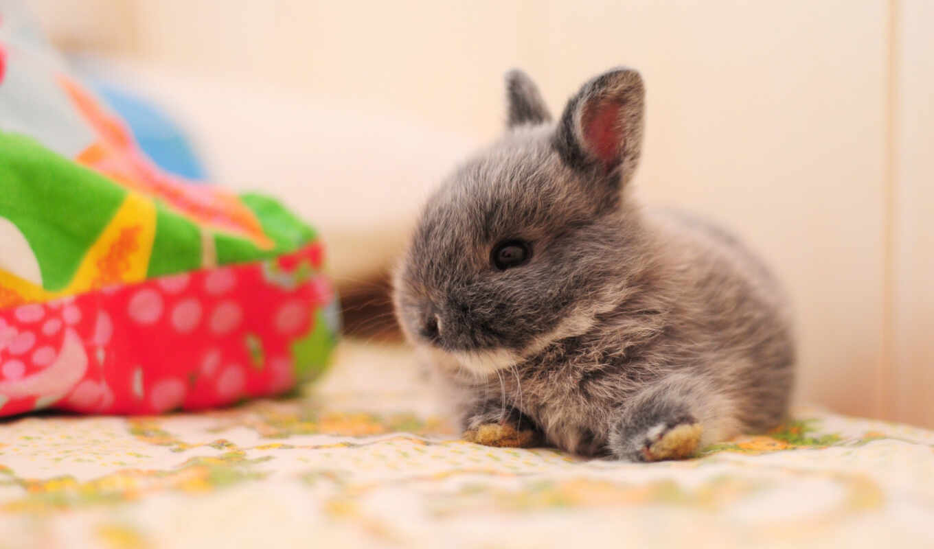 collection, pictures, foreigners, rabbits, desktopwallpape