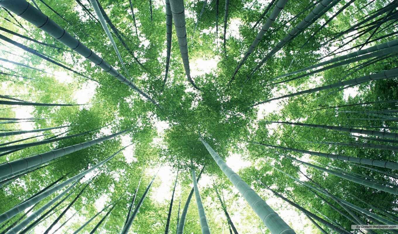 зелёный, лес, japanese, бамбук, kyoto, жидкие, сагано