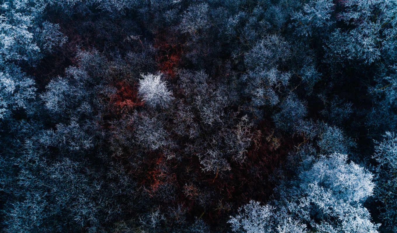forest, winter, above