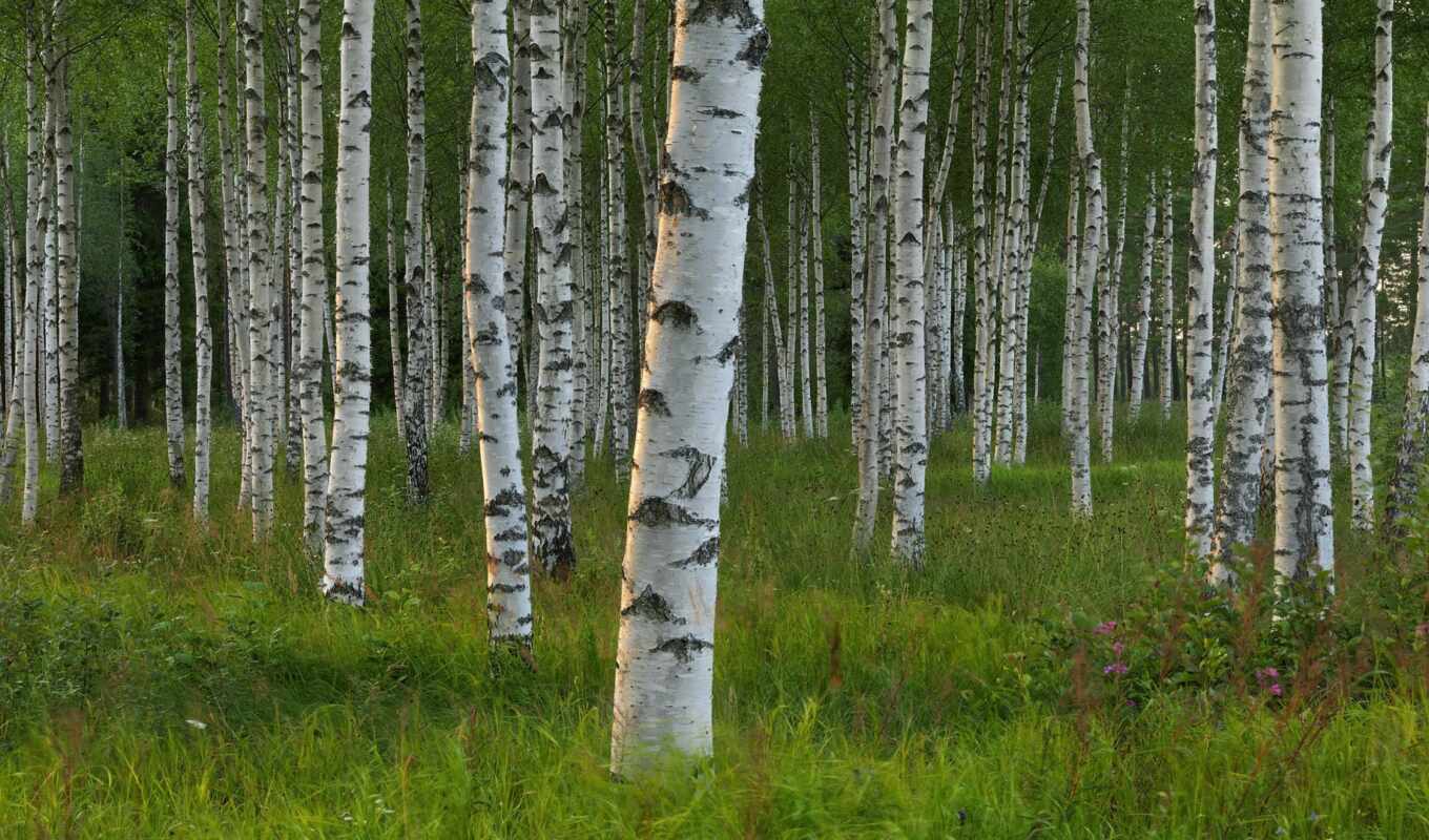 collection, forest, screensavers, birch tree