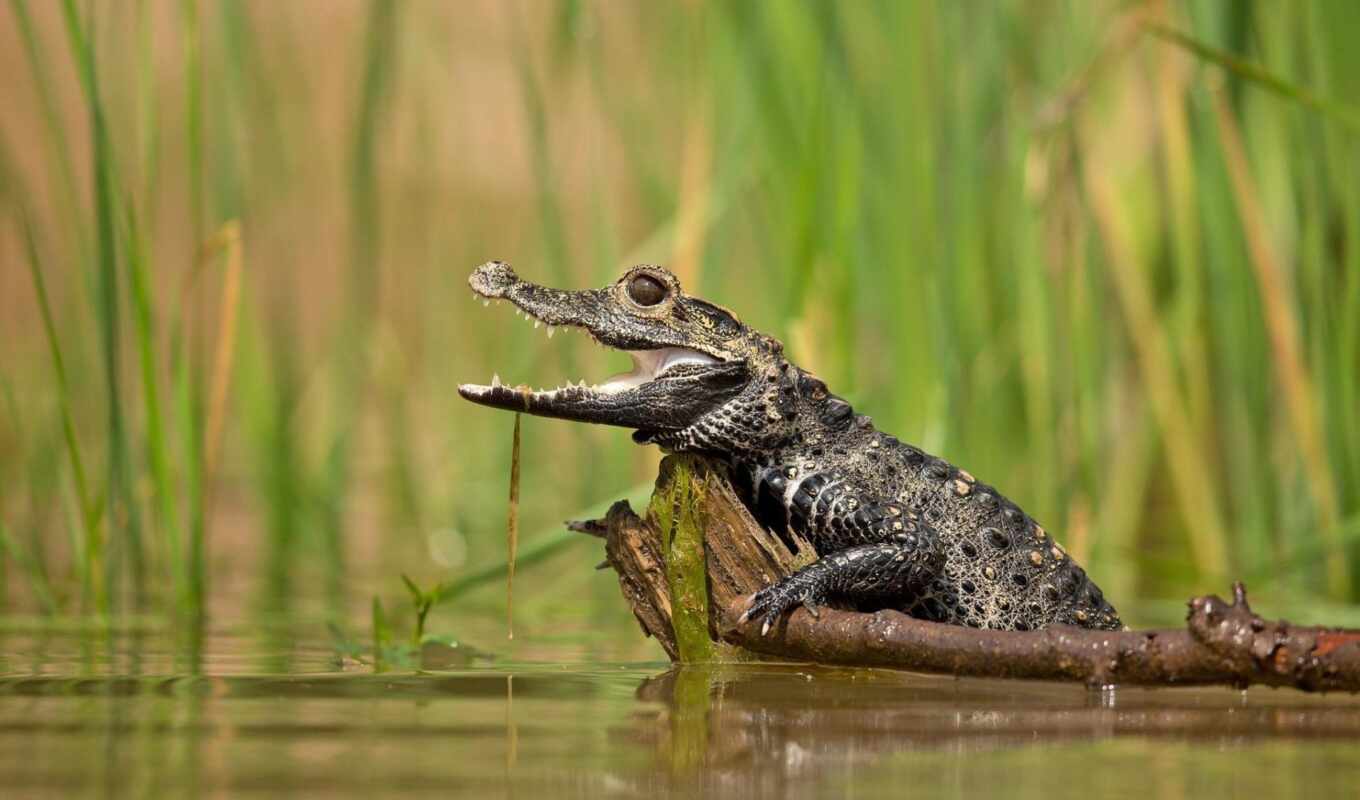 little, крокодил, animal, устройство, крокодилов
