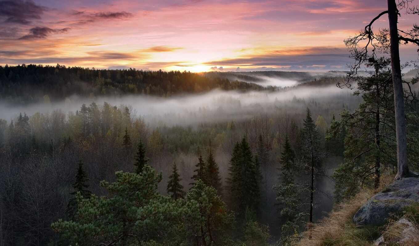 природа, дерево, закат, landscape, park, восход, туман, national, mist, финляндия, fore