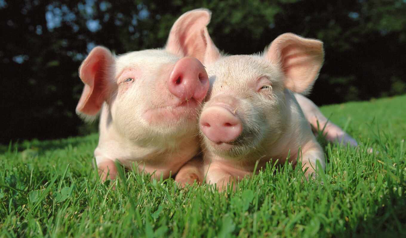 техника, свиней, everything, свинья, свиньи, новости, farming, регионе, хозяйстве