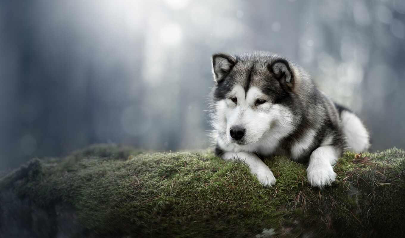 gray, mountain, big, dog, husky, breed, malamute, alaskan, inch, pet, fore