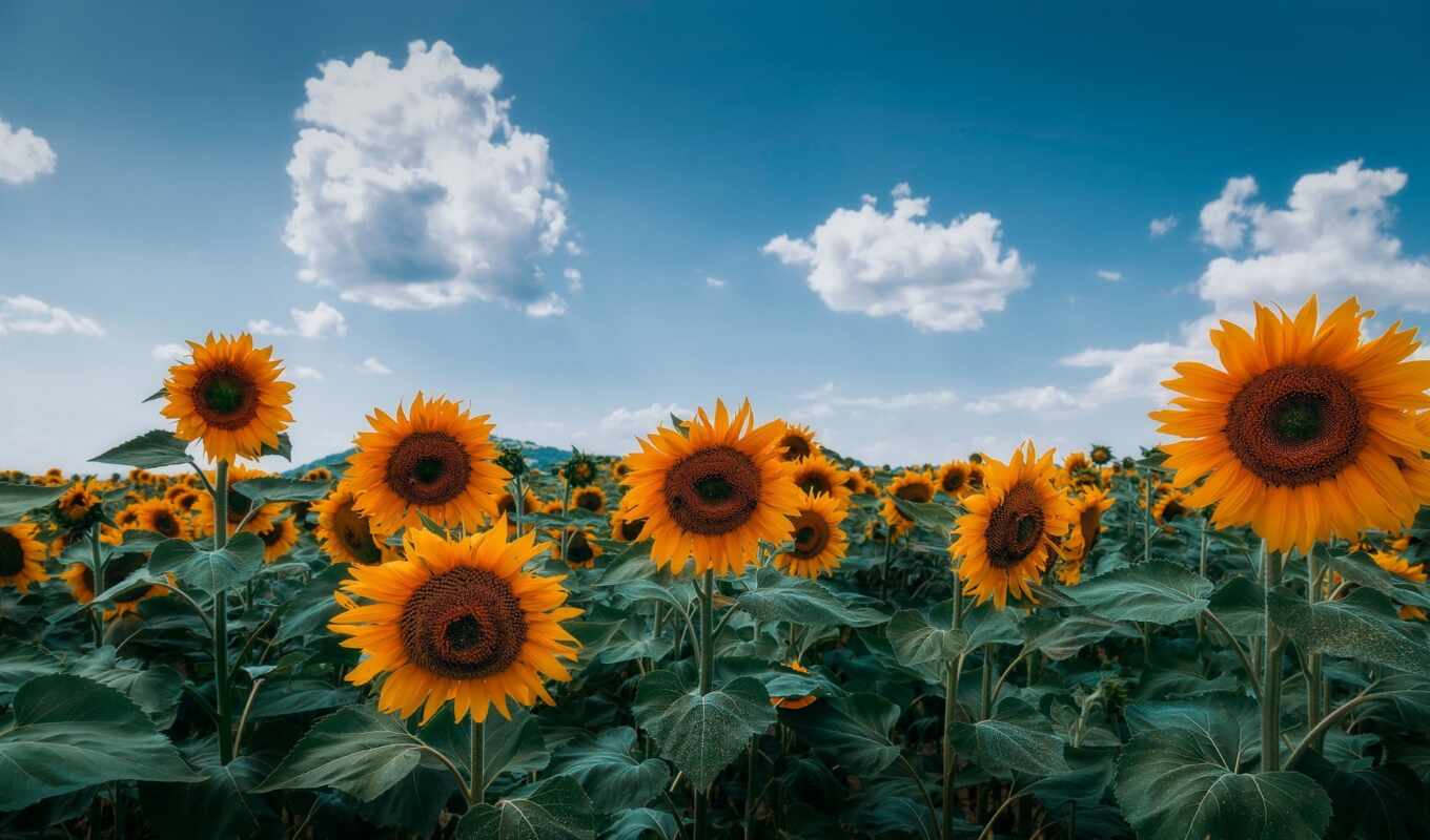 sunflower, helianthus, annuus