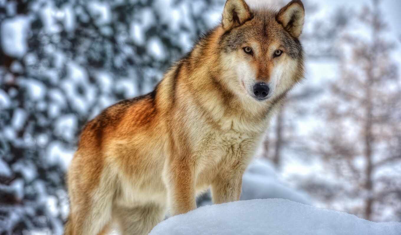 winter, wolf