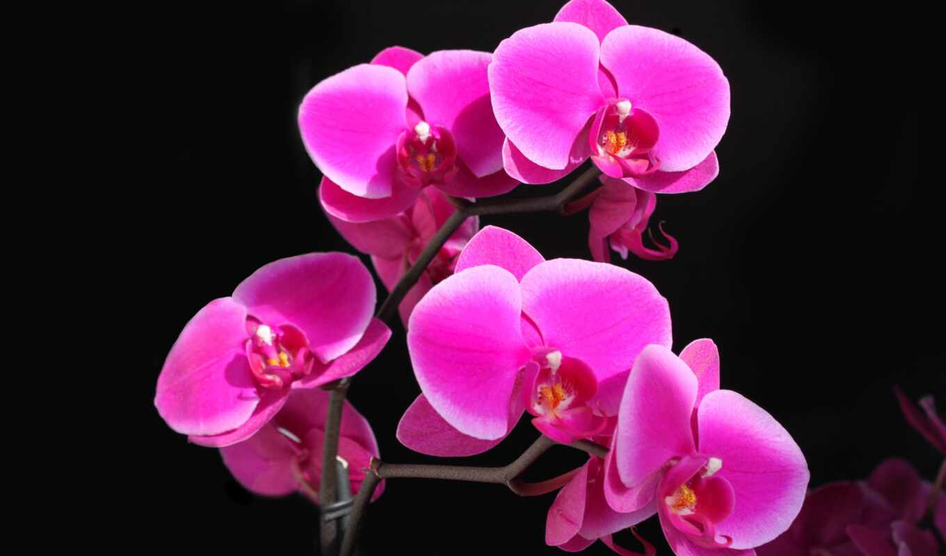 flowers, background, orchid, funart