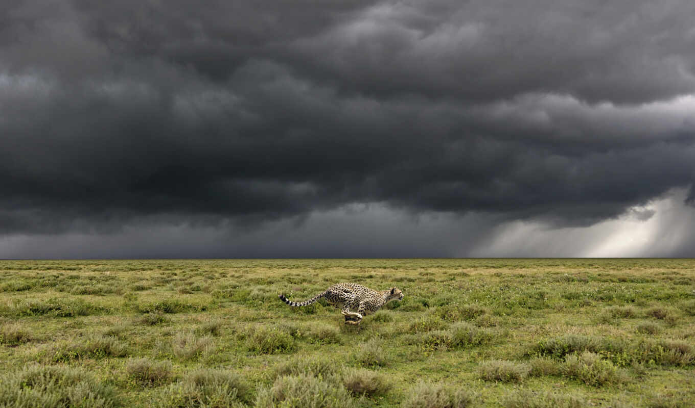 небо, буря, landscape, облако, гепард, run, kmaco