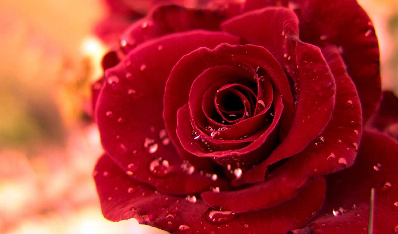 природа, роза, красная, розы, символ, англии, favourite, символом