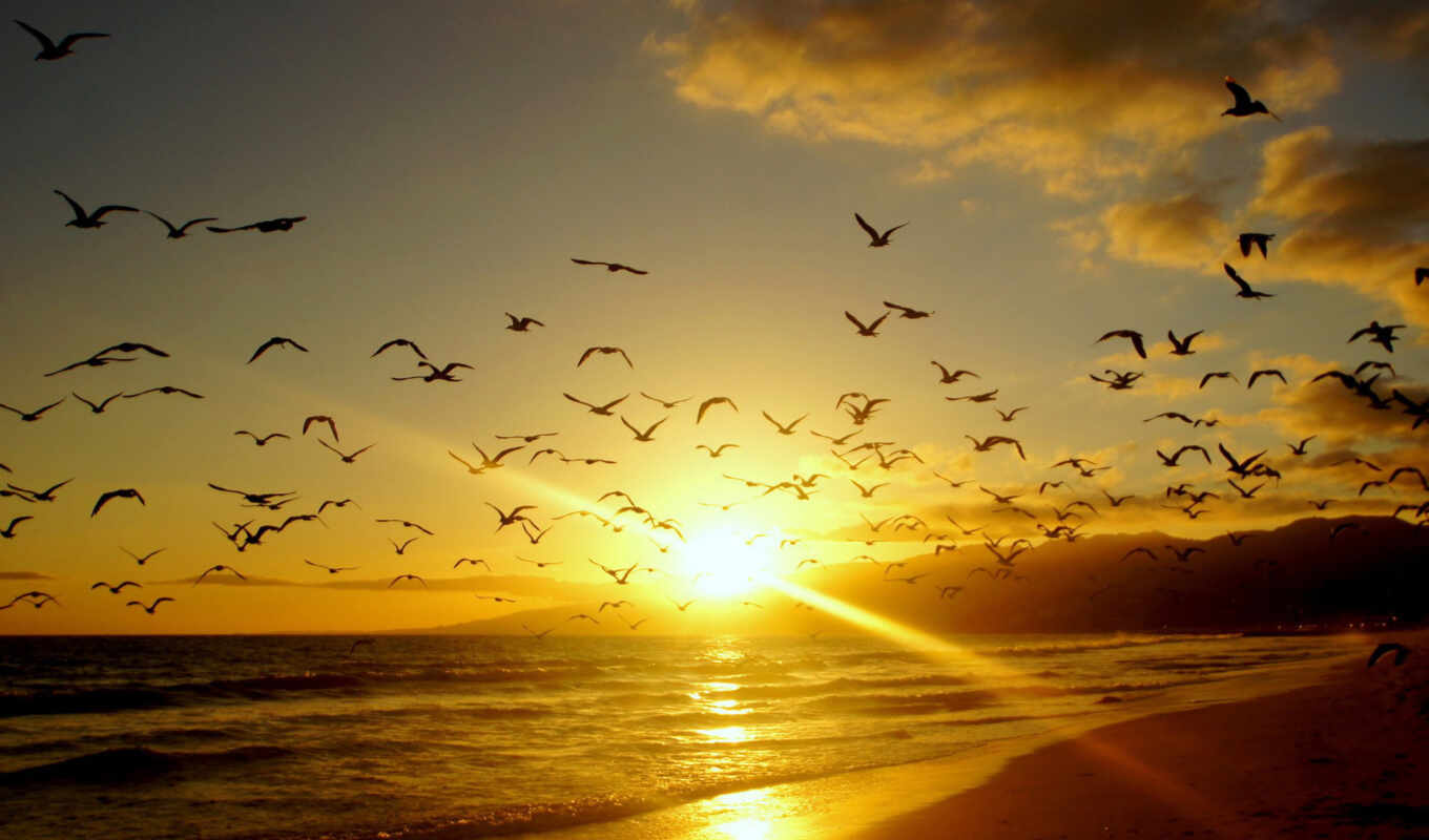 nature, sky, sun, sunset, coast, sand, coast, sheep, birds, cloud, birds