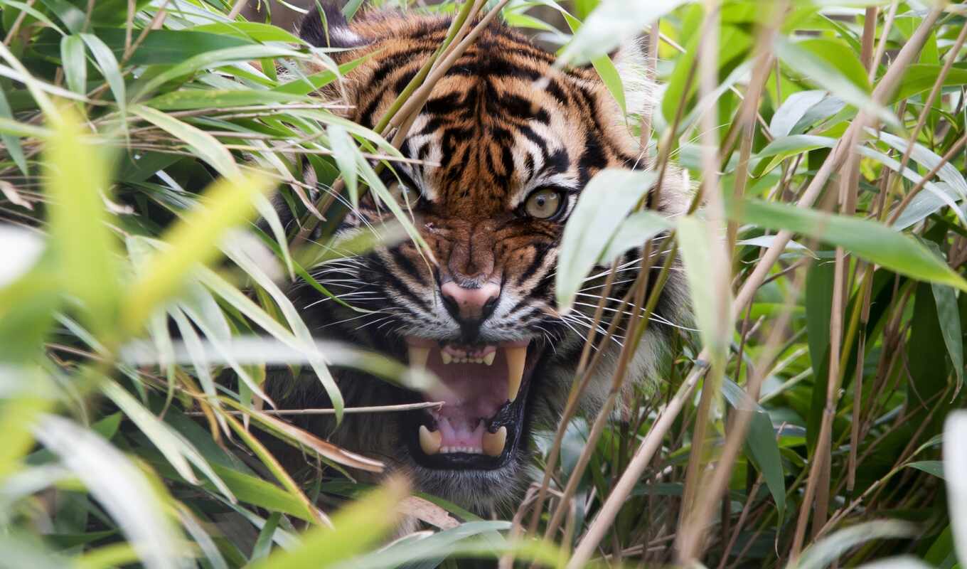 large format, grass, predator, tiger, mouth, fangs, backgrounds