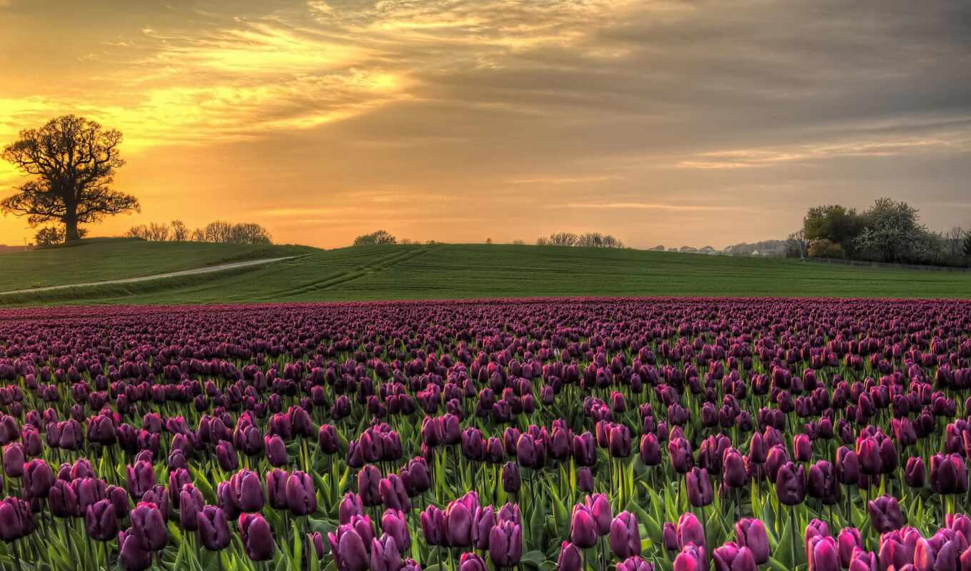 природа, цветы, purple, закат, дорога, поле, поляна, тюльпан, pass, row, огромный
