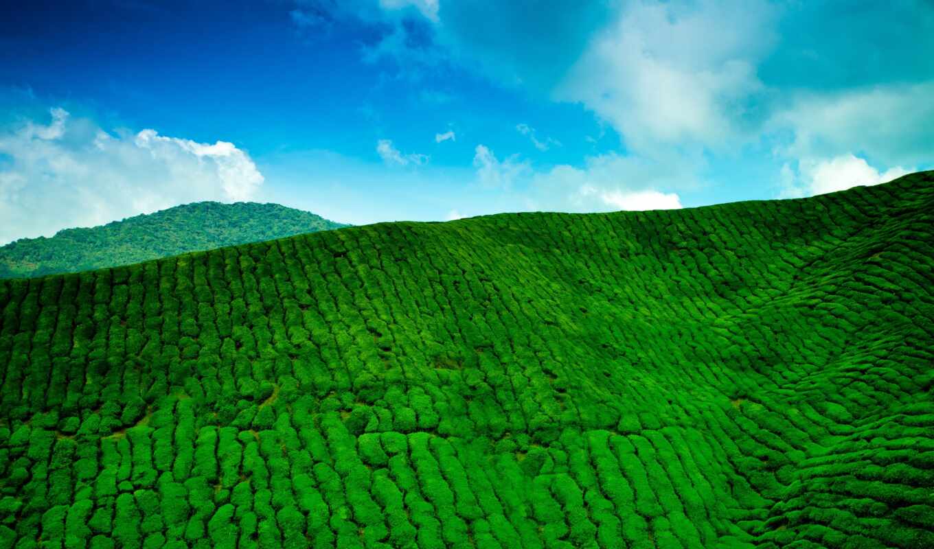 небо, гора, растение, плантация, clear, под, чайная