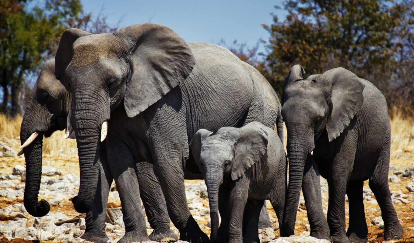 elephant, Africa, funart