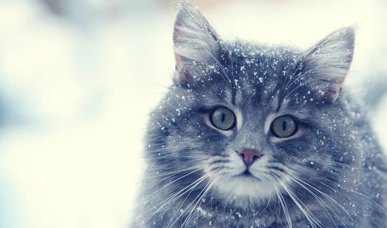 снег, winter, кот, oir