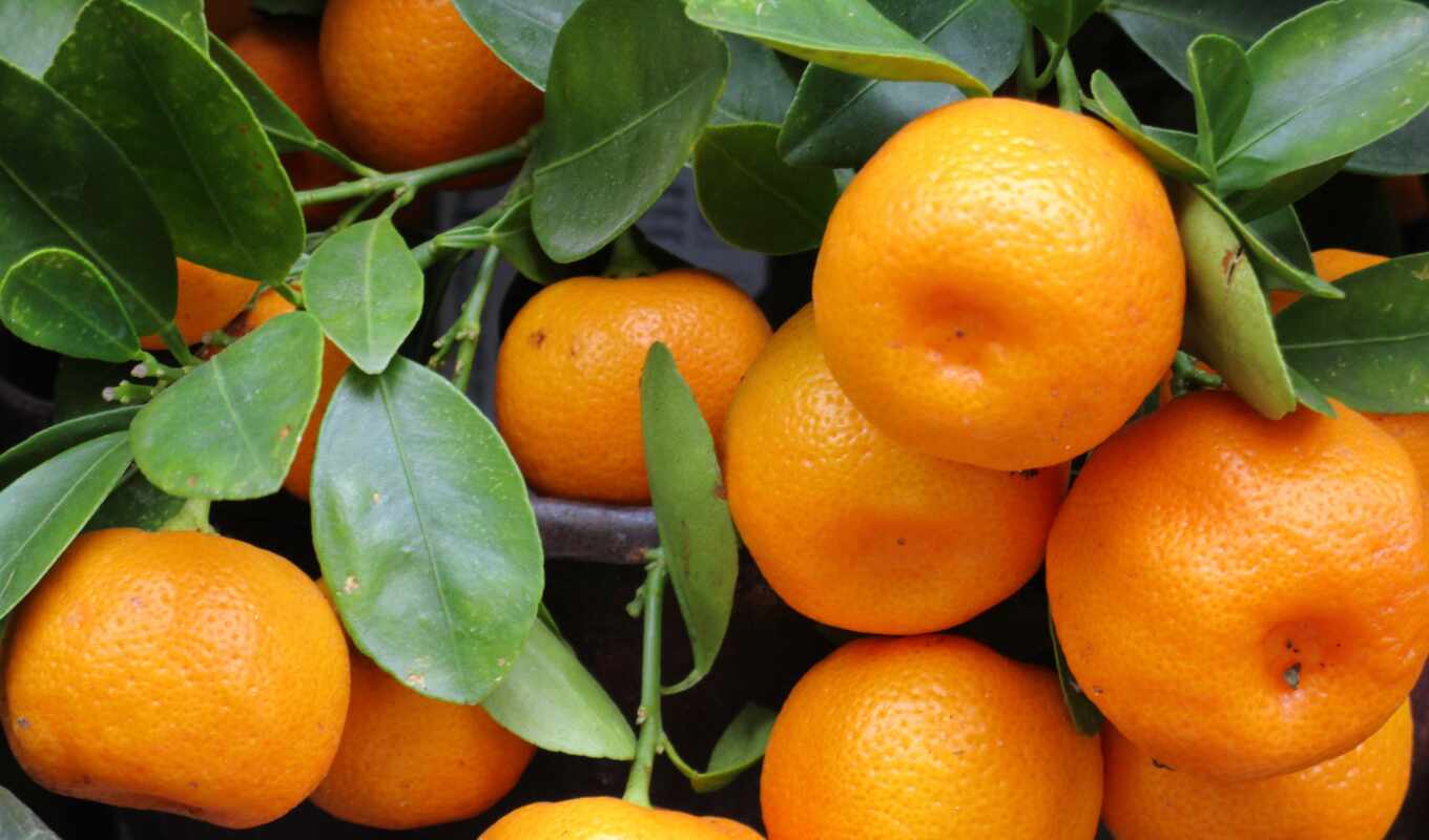 сочи, tangerine