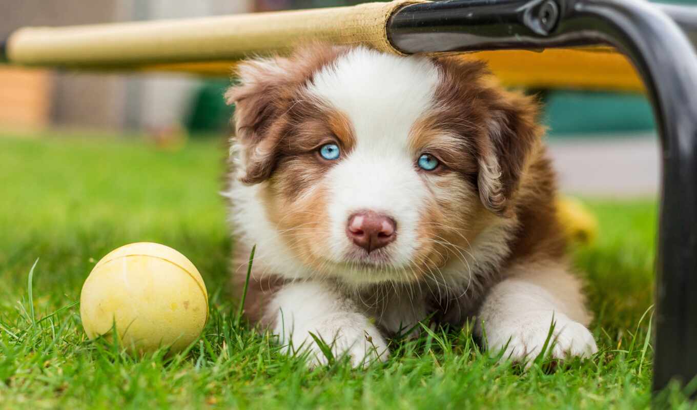 blue, white, eye, dog, puppy