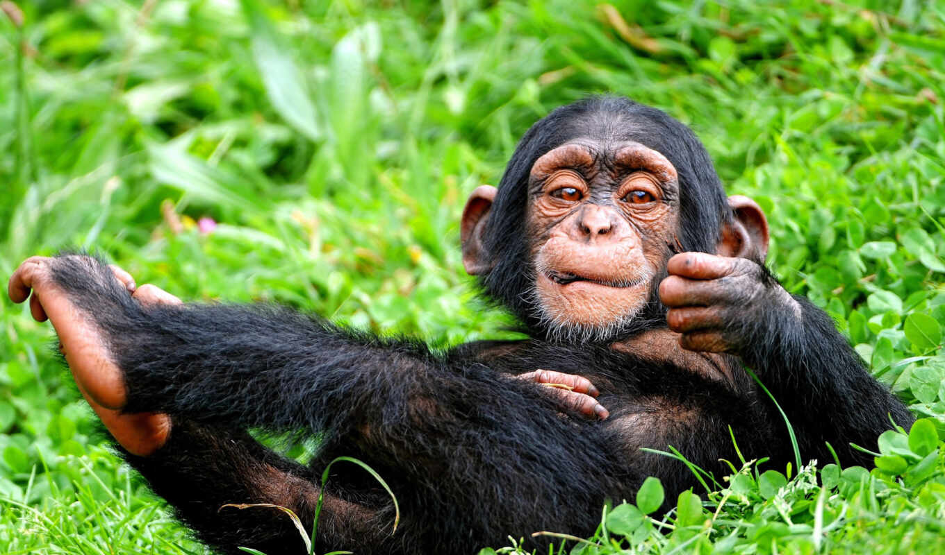 black, grass, pose, green, a monkey, language, chimpanzee, primate, funny